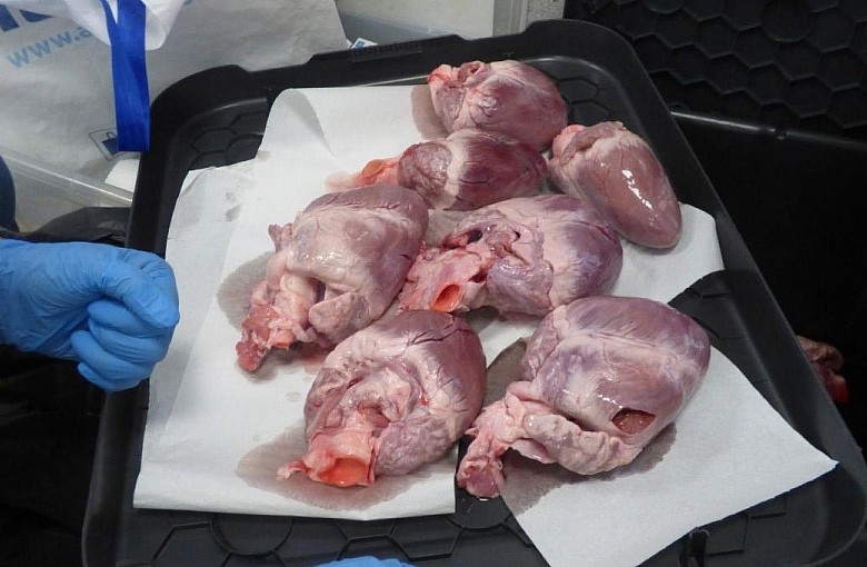 Anatomia i fizjologia człowieka