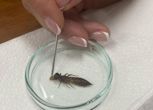 Zakuć, zdać, nie zapomnieć