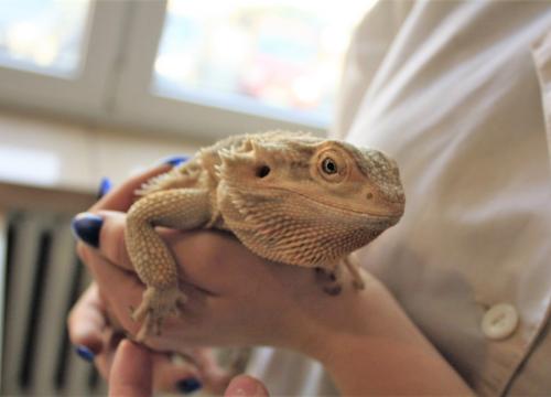 Gimnazjada w parach 2019