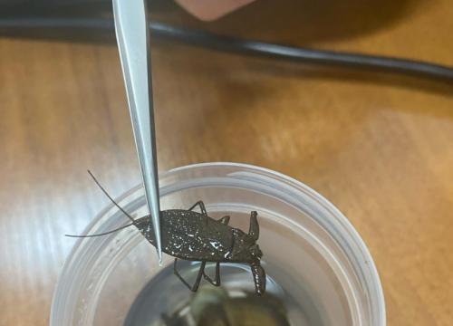 Zakuć, zdać, nie zapomnieć