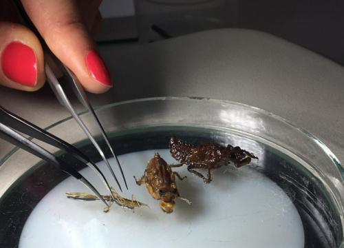 Biol-chem na Uniwersytecie Śląskim