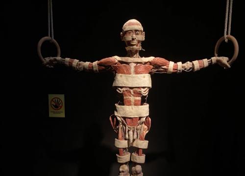 Body Worlds & The Cycle of Life