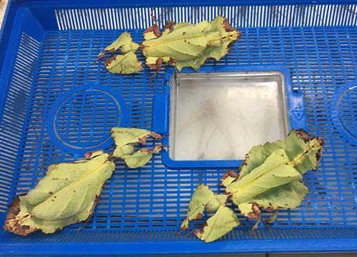 Biol-chem na Uniwersytecie Śląskim