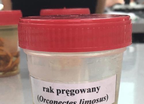 Biol-chem na Uniwersytecie Śląskim